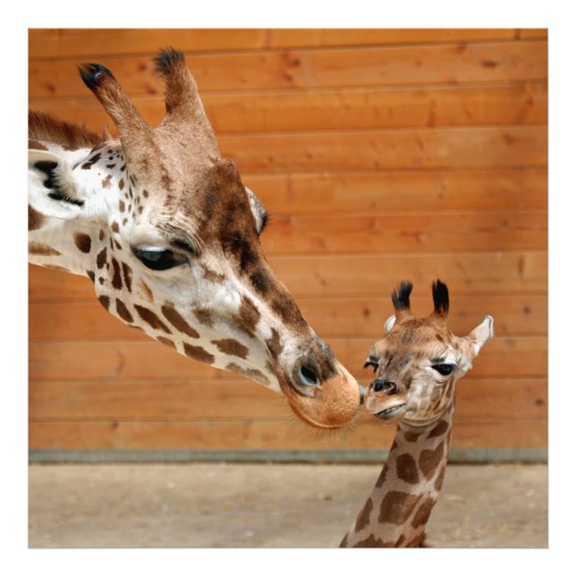 Giraffe_20151101_by_JAMFoto Fotodruck (Vorne)