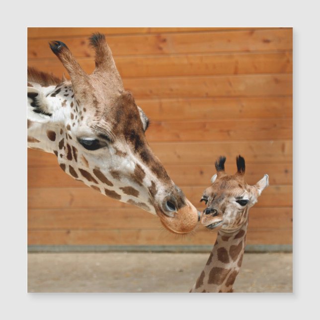 Giraffe_20151101_by_JAMFoto Magnetkarte (Vorderseite)