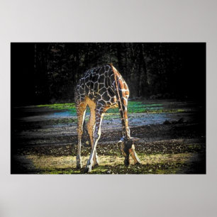 Giraffe 2 poster