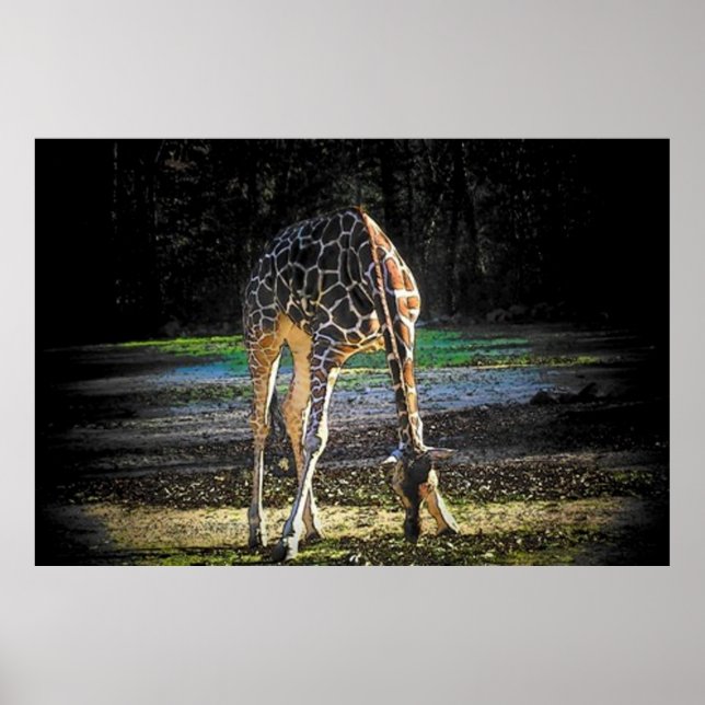 Giraffe 2 poster (Vorne)
