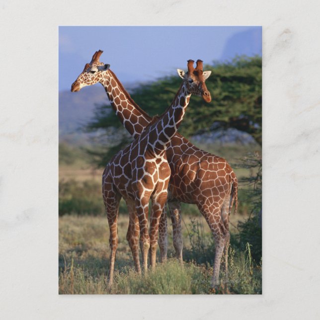 Giraffe 2 postkarte (Vorderseite)