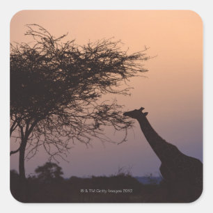 Giraffe 2 quadratischer aufkleber