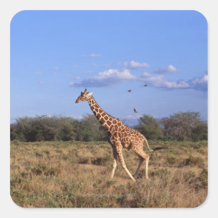 Giraffe 2 quadratischer aufkleber