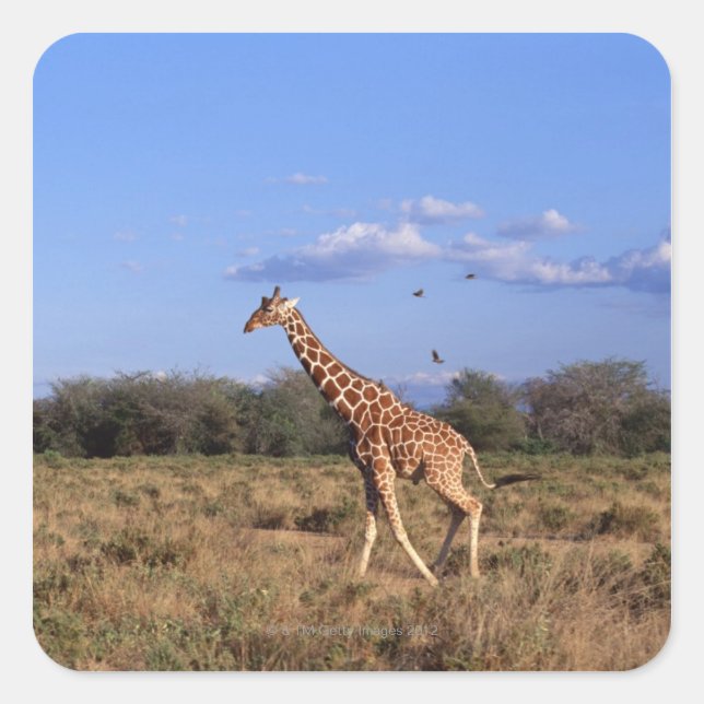 Giraffe 2 quadratischer aufkleber (Vorderseite)