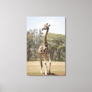 Giraffe 3 leinwanddruck