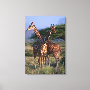 Giraffe 4 leinwanddruck