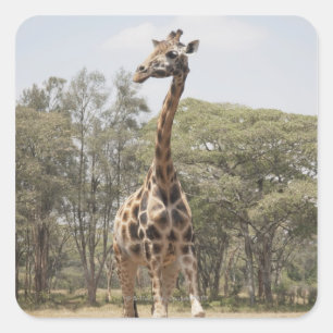 Giraffe 5 quadratischer aufkleber