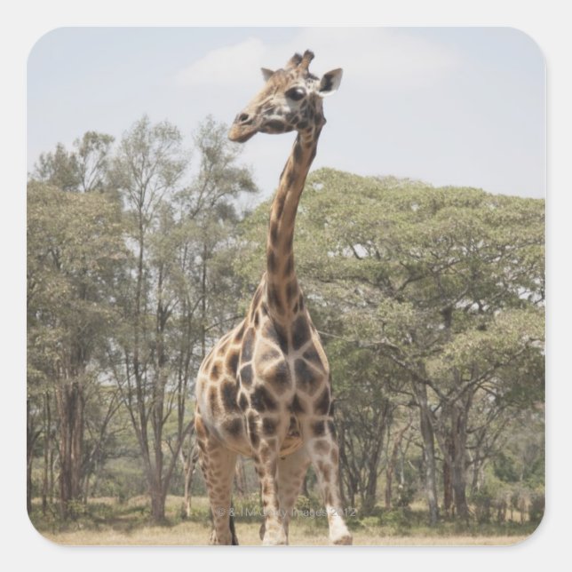 Giraffe 5 quadratischer aufkleber (Vorderseite)