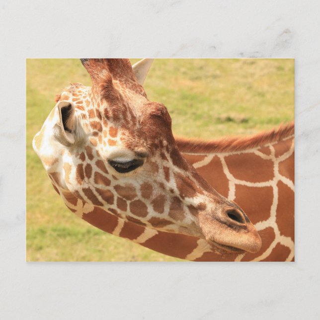 Giraffe #6 postkarte (Vorderseite)