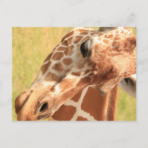 Giraffe #7 postkarte