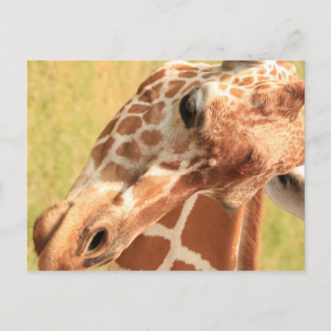Giraffe #7 postkarte (Vorderseite)