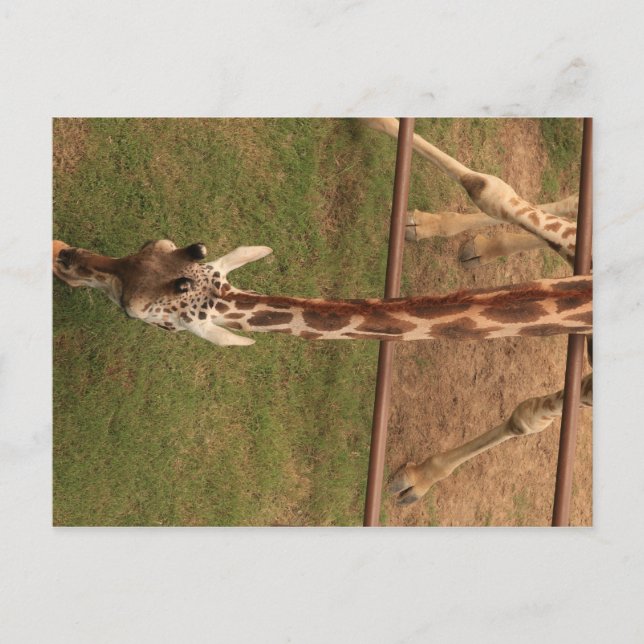 Giraffe #8 postkarte (Vorderseite)
