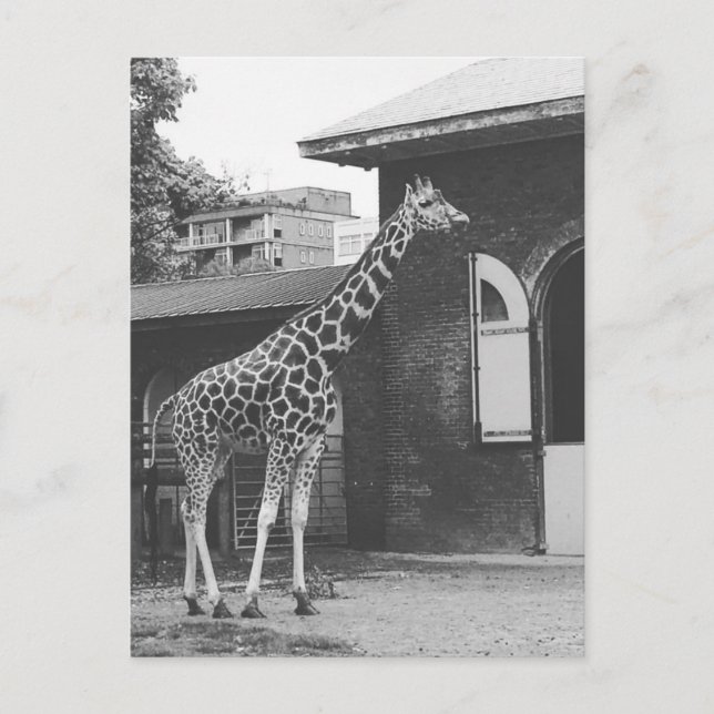 Giraffe à Londres carte postale originale (Devant)