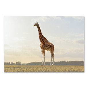 Giraffe ABA Tact Label Flashcard Carte photo