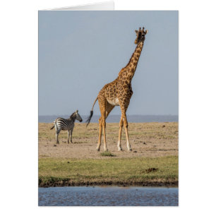 Giraffe an einem Wasserloch