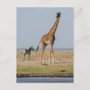 Giraffe an einem Wasserloch Postkarte
