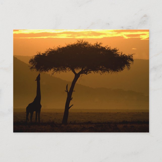 Giraffe bei Sonnenaufgang Postkarte (Vorderseite)