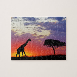 Giraffe bei Sonnenaufgang silhouettiert, Giraffa