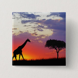 Giraffe bei Sonnenaufgang silhouettiert, Giraffa Button