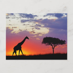 Giraffe bei Sonnenaufgang silhouettiert, Giraffa Postkarte