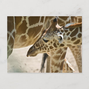 Giraffe ・ Carte postale