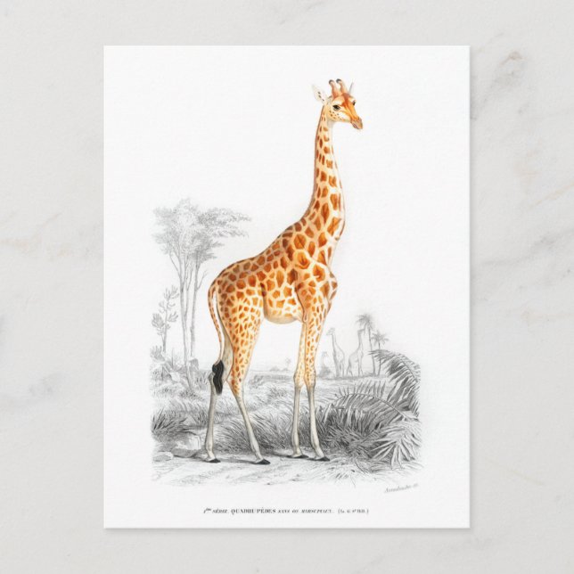 Giraffe - Charles Dessalines d'Orbigny Vintag Art Postkarte (Vorderseite)