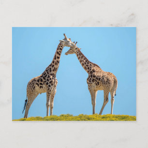 Giraffe Couple Portrait Postkarte