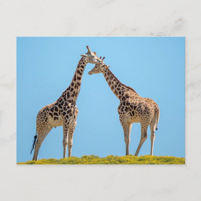 Giraffe Couple Portrait Postkarte (Vorderseite)