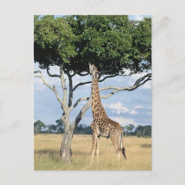 Giraffe Eating Postkarte (Vorderseite)