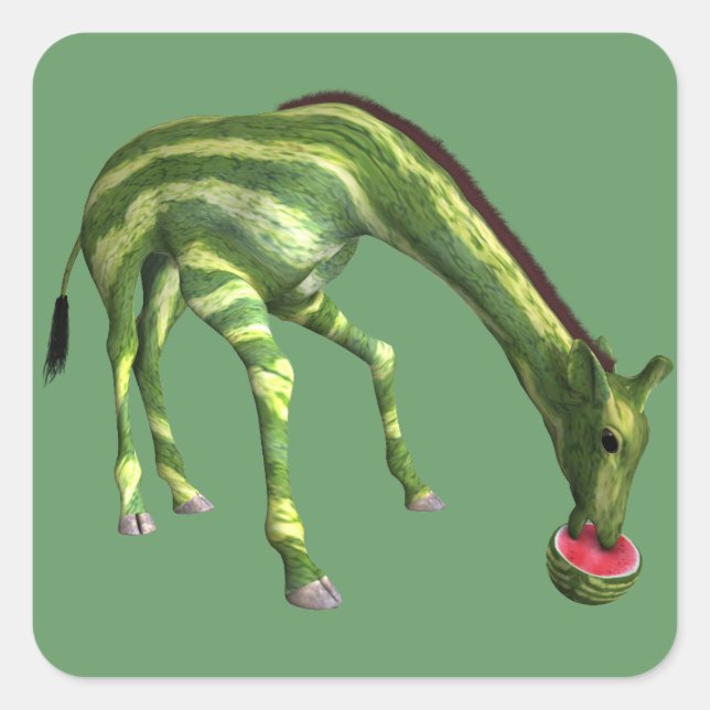 Giraffe Eating Watermelon Quadratischer Aufkleber (Vorderseite)