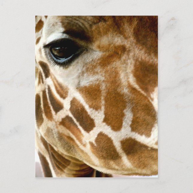 Giraffe Face Closeup | Foto wild lebende Tiere Postkarte (Vorderseite)