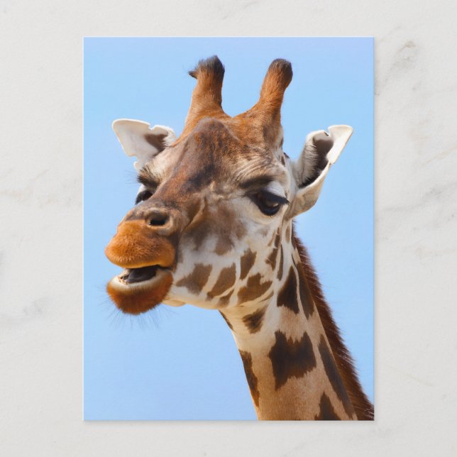 Giraffe Face Nah-up Fotografie Postkarte (Vorderseite)