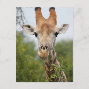 Giraffe Face Postkarte