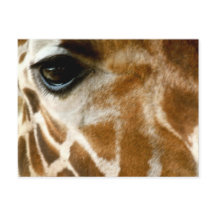 Giraffe Face | Zoo Wilde Tiere Natur Foto
