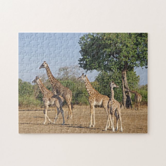 Giraffe-Familienpuzzle (Horizontal)