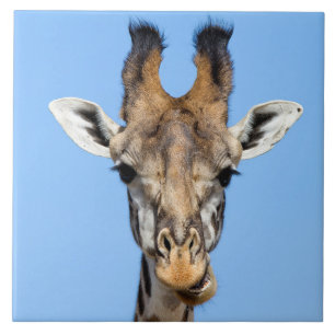 Giraffe Fliese