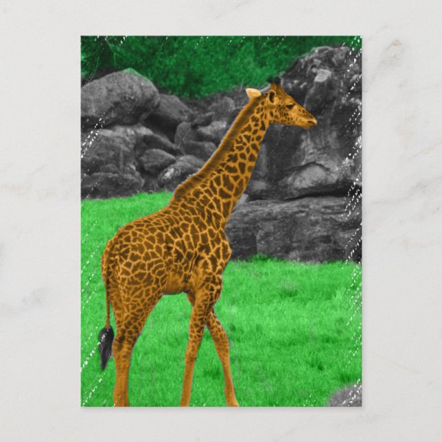 Giraffe-Foto, orange und grün Postkarte (Vorderseite)
