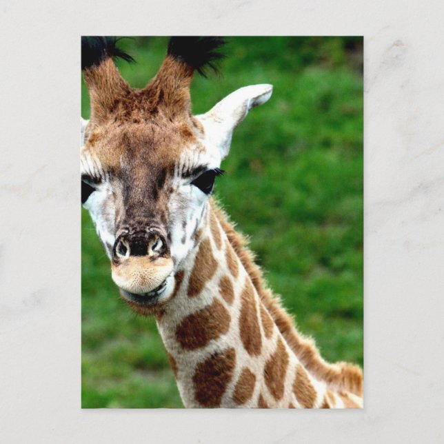 Giraffe Foto Postkarte (Vorderseite)