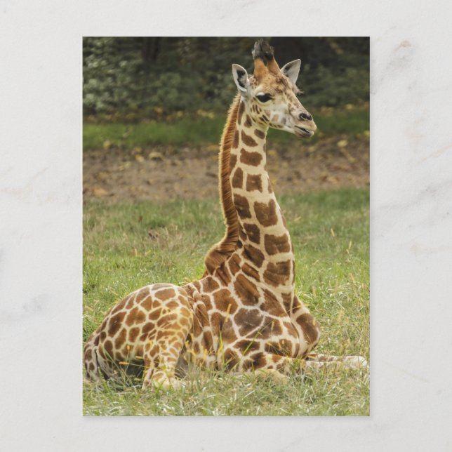 Giraffe-Foto Postkarte (Vorderseite)