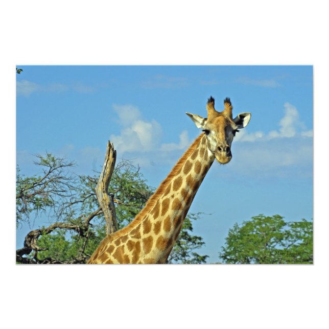 GIRAFFE FOTODRUCK (Vorne)