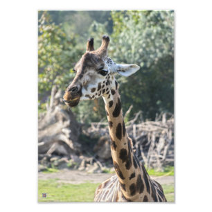 Giraffe Fotodruck