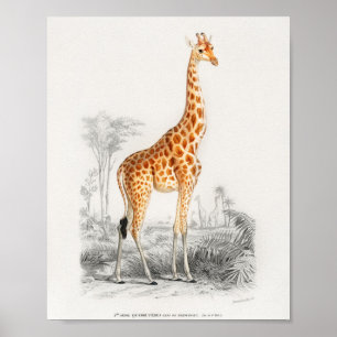 Giraffe, Französisch, Vintage Buchdarstellung 10  Poster