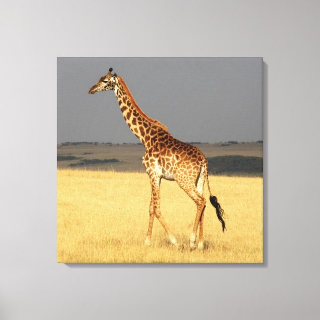 Giraffe für Afrikanische Tiere Leinwanddruck (Vorderseite)