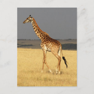 Giraffe für Afrikanische Tiere Postkarte