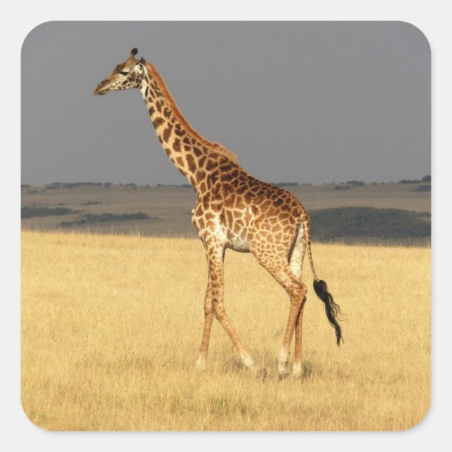 Giraffe für Afrikanische Tiere Quadratischer Aufkleber (Vorderseite)