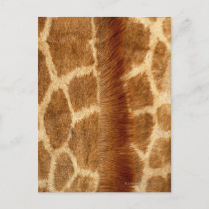 Giraffe Fur Postkarte