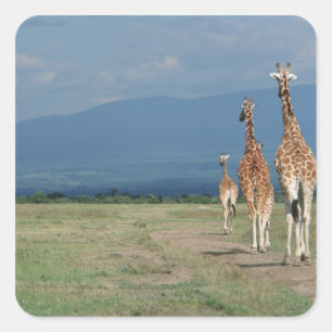 Giraffe (Giraffa camelopardalis) 2 Quadratischer Aufkleber