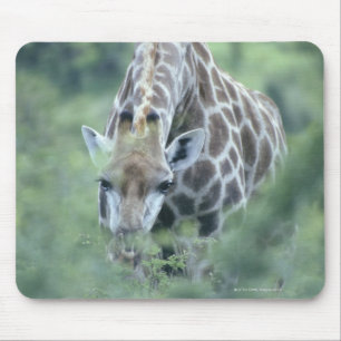Giraffe (Giraffa camelopardalis) an fütternd Mousepad