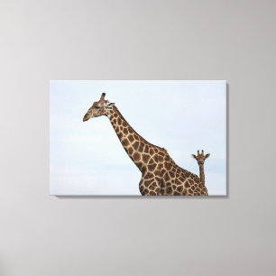 Giraffe (Giraffa camelopardalis), Chobe nationales Leinwanddruck