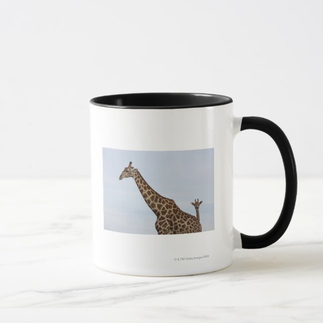 Giraffe (Giraffa camelopardalis), Chobe Tasse (Rechts)